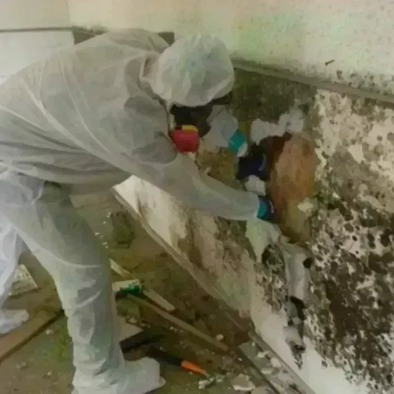 Mold Remediation and Removal in Pine Grove, CA